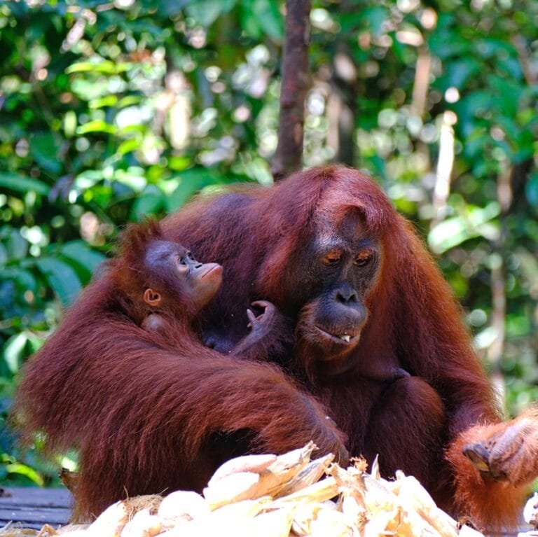 Borneo_4