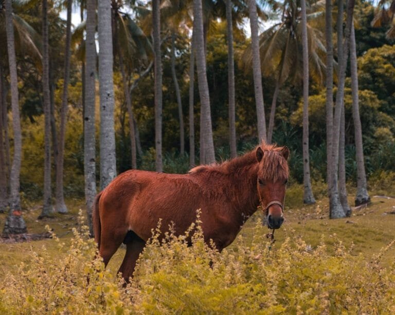 Sumba_2