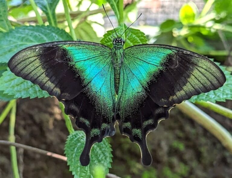 Butterfly park_3