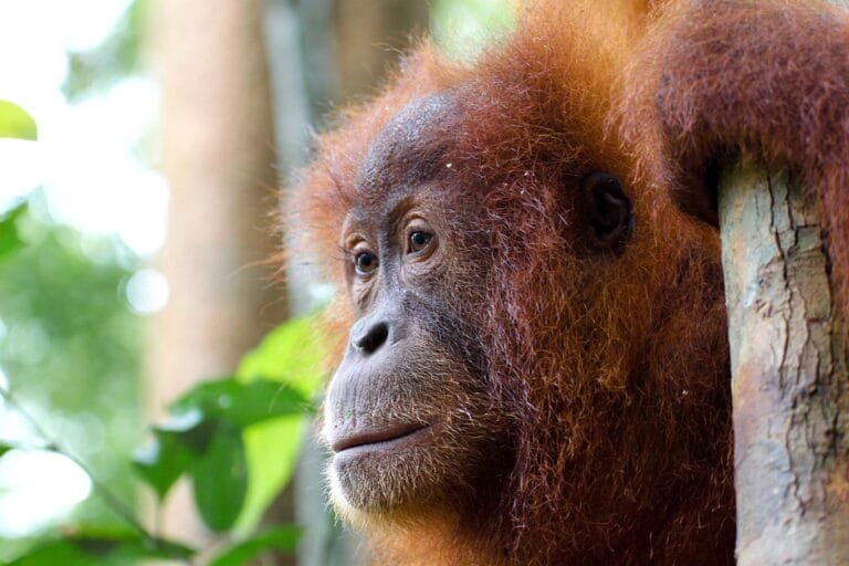 Sumatra_5