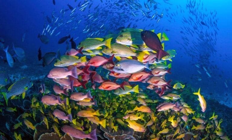 Diving tour to raja ampat on the deluxe boat anne bonny_3