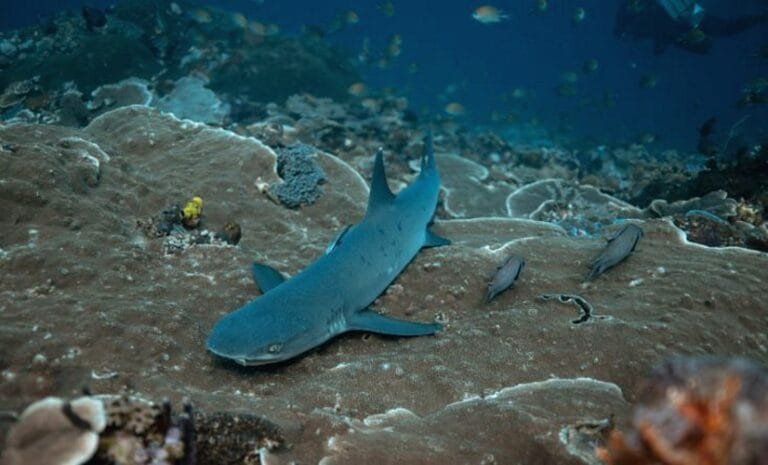 Diving tour to raja ampat on the deluxe boat anne bonny_5