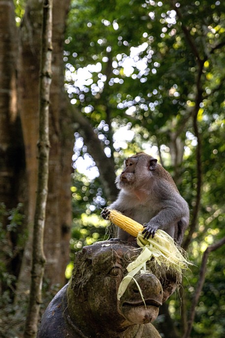 Ubud_2