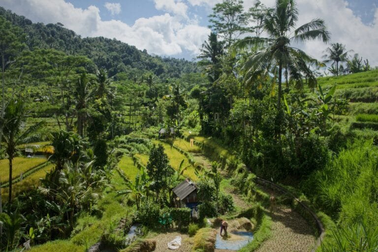 Sidemen rice terraces with Mount Agung in the background